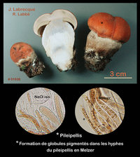 Leccinum piceinum  Bolet des épinettes.jpg