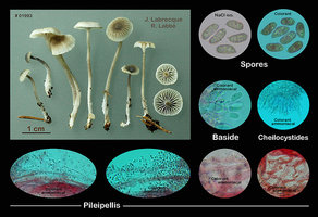 Mycena clavicularis   Mycène claviculé.jpg