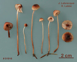 Mycena sanguinolenta  Mycène sanguinolent.jpg