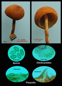 Pholiota granulosa  Pholiote granuleuse.jpg