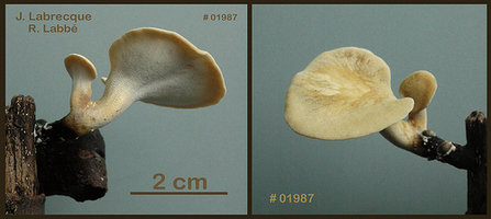 Polyporus varius   Polypore vergeté.jpg