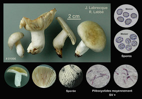 Russula aeruginea  Russule vert-de-gris.jpg