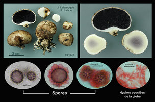 Scleroderma cepa  Scléroderme oignon.jpg