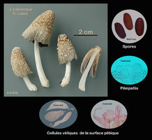 Coprinellus flocculosus  Coprinus floconneux.jpg