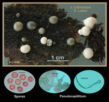 Lycogala terrestre.jpg