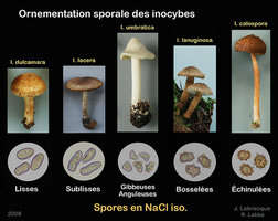 Ornementation sporale des inocybes.jpg