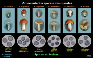 Ornementation sporale des russules.jpg