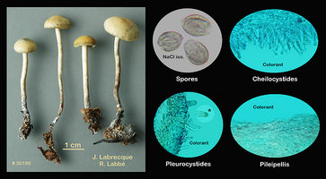 Psilocybe caerulipes.jpg