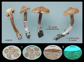 30572 - Cortinarius sp.jpg