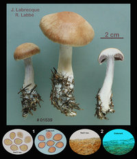 Cortinarius anomalus  Cortinaire anormal.jpg