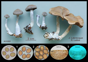 Cortinarius biformis  Cortinaire dimorphe.jpg