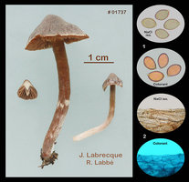 Cortinarius decipiens  Cortinaire trompeur.jpg