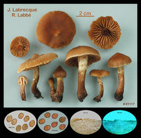 Cortinarius hinnuleus.jpg