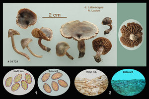 Cortinarius umbrinolens  Cortinaire à odeur de bouc.jpg