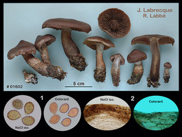 Cortinarius squamulosus  Cortinaire squamuleux.jpg