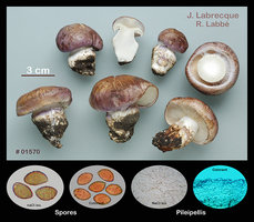 Cortinarius variecolor var. marginatus  .Cortinaire versicolore var. marginée.jpg