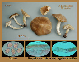 Entoloma sp.jpg