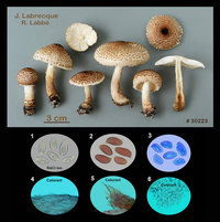 Lepiota fuscosquamea   Lépiote à squames foncées.jpg