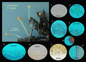 Mycena acicula  Mycène aiguille.jpg