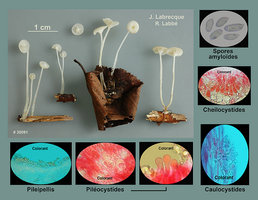 Resinomycena acadiensis  Mycène de l'Acadie.jpg