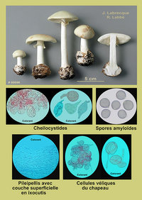 Amanita citrina  Amanite citrine.jpg