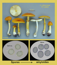 Amanita flavoconia  Amanite à voile jaune.jpg