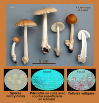 Amanita fulva  Amanite fauve.jpg