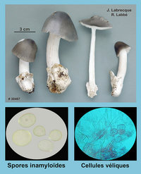 Amanita vaginata  Amanite vaginée.jpg