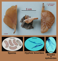 Auricularia americana  Auriculaire d'Amérique.jpg