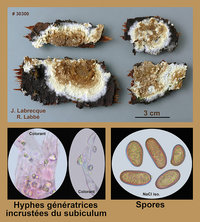 Coniophora puteana complexe  Corticie brun olive.jpg