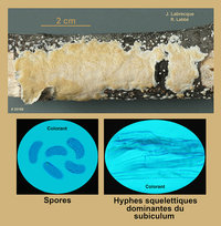 Diplomitoporus crustulinus  Polypore en croûte.jpg