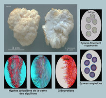 Hericium americanum  Hydne d'Amérique.jpg