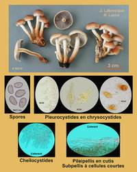 Hypholoma sublateritium  Hypholome couleur de brique.jpg