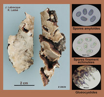 Laxitextum bicolor  Corticie bicolore.jpg