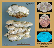 Oxyporus populinus  Polypore géminé.jpg