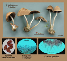 Panaeolus foenisecii Panéole des foins.jpg