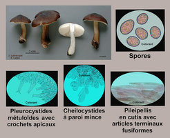 Pluteus atromarginatus Plutée à arêtes noires.jpg