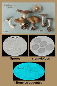 Pseudoclitocybe cyathiformis  Clitocybe en coupe.jpg