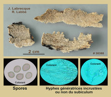 Radulodon aneirinus  Polypore brunissant.jpg