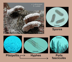 Schizophyllum commune  Schizophylle commun.jpg