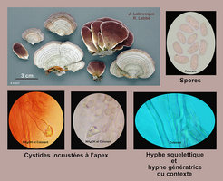 Trichaptum biforme  Polypore parchemin.jpg