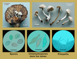 Asterophora parasitica   Astérophore parasite.jpg