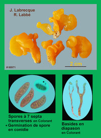 Dacrymyces chrysospermus  Trémelle à spores jaunes.jpg