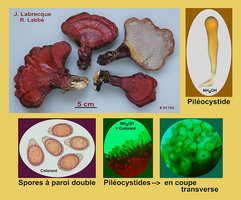 Ganoderma tsugae   Ganoderme de la pruche.jpg