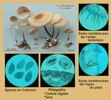 Marasmius cohaerens var. lachnophyllus  . Marasme à pied corné var. à lames frangées.jpg