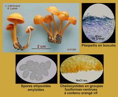 Mycena leaiana   Mycène de Léa.jpg