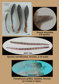 Geoglossum difforme   Géoglosse difforme.jpg