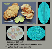 Laetiporus sulphureus   Polypore soufré.jpg