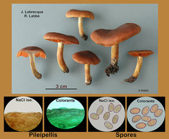 Cortinarius malicorius   Cortinaire à lames orange.jpg