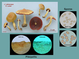 Cortinarius semisanguineus   Cortinaire semi-sanguin.jpg